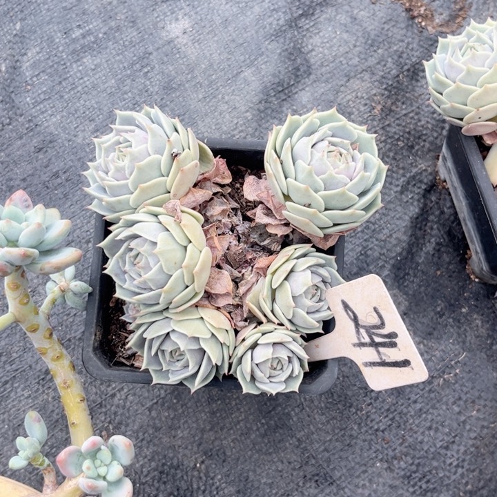 晨语多网一物一拍241