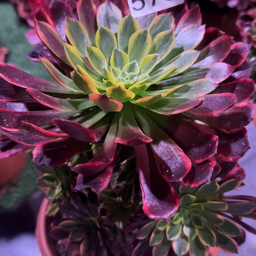 多肉植物法师朝霞570