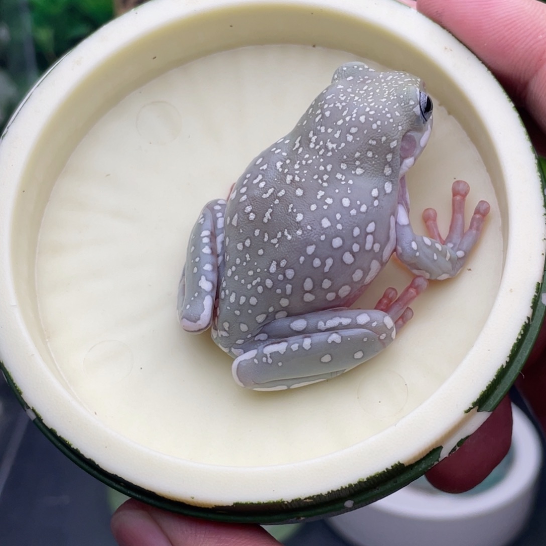 老爷树蛙11号灰白蓝眼暴雪