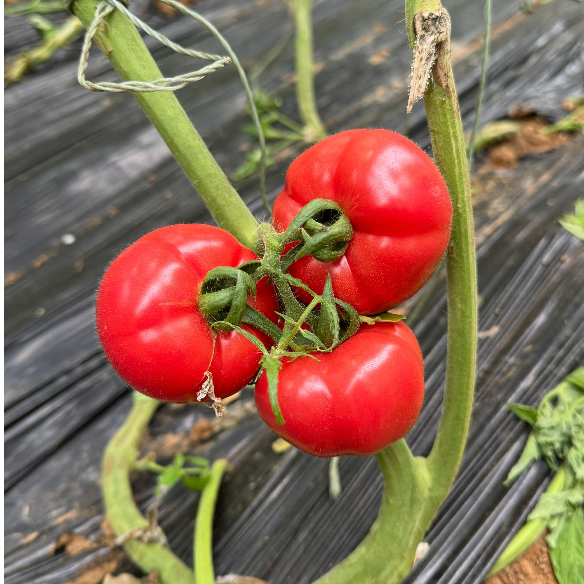 【新品种上市！】高甜草莓柿子-京东包邮