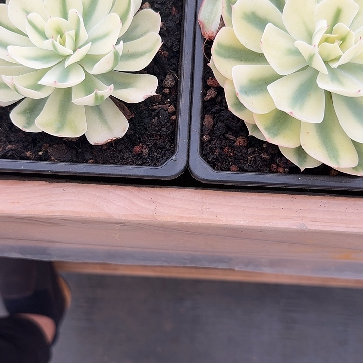 W***r海啸锦2棵多肉锦植物