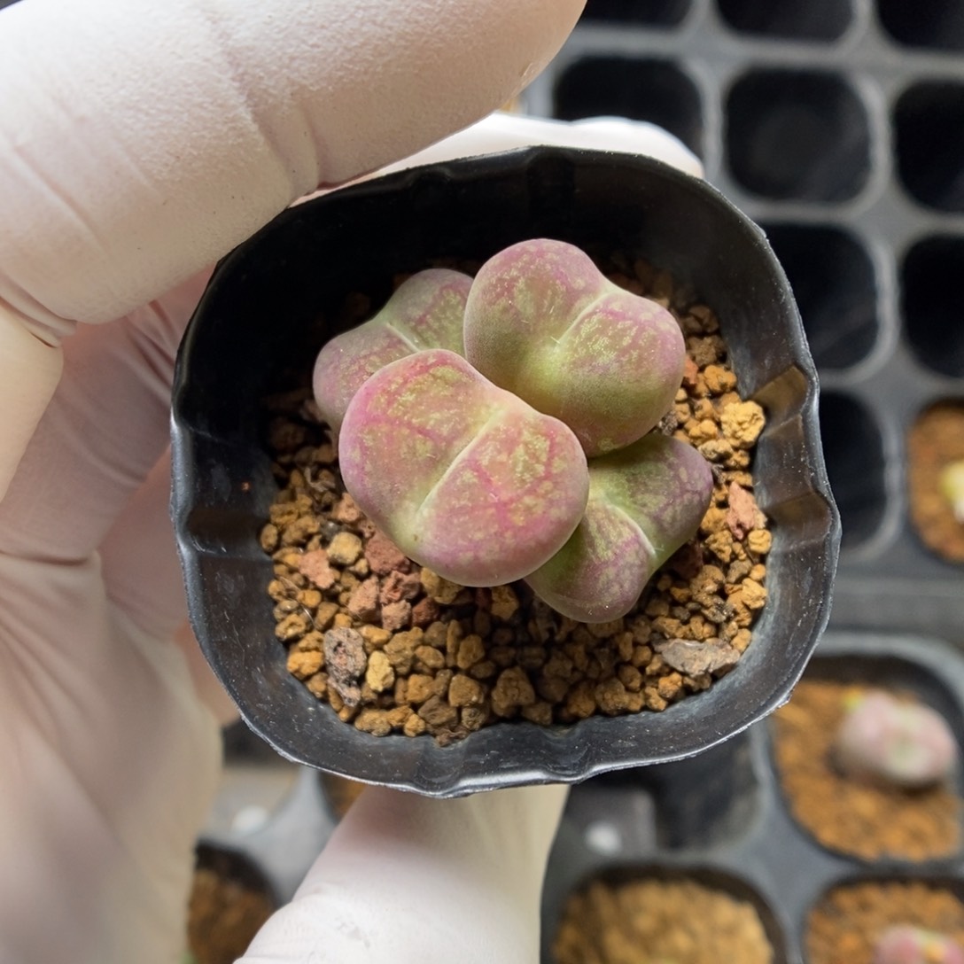多肉植物肉锥杂交K-4059