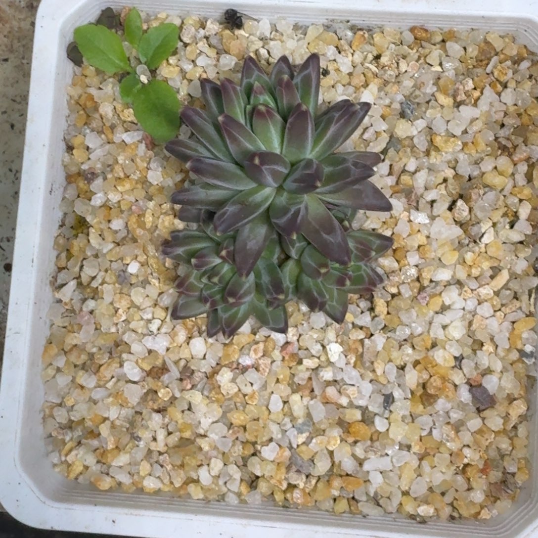 黑珍珠 3头 一物一拍