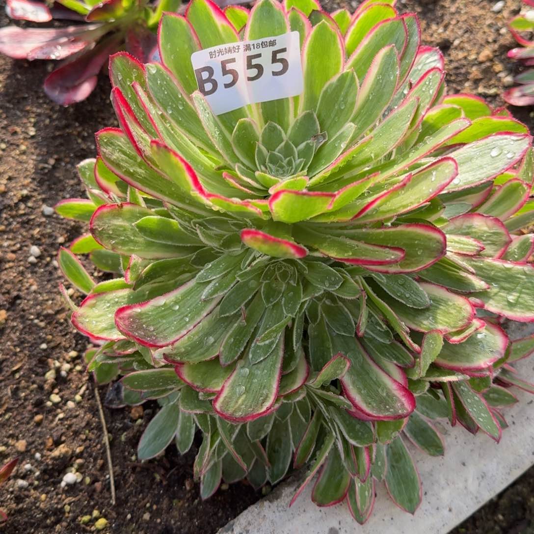 555孔雀翎多肉植物