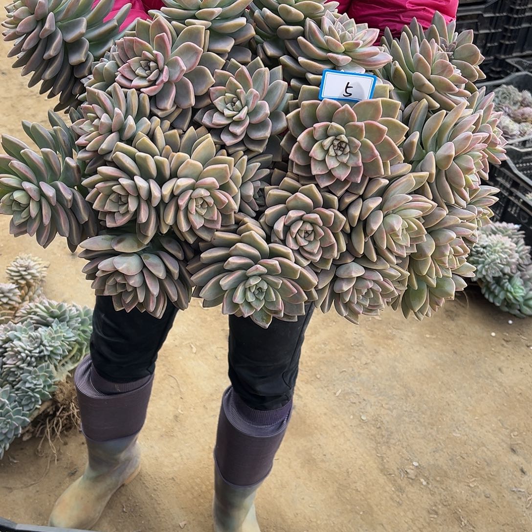 5号淡雪缀化一物一拍