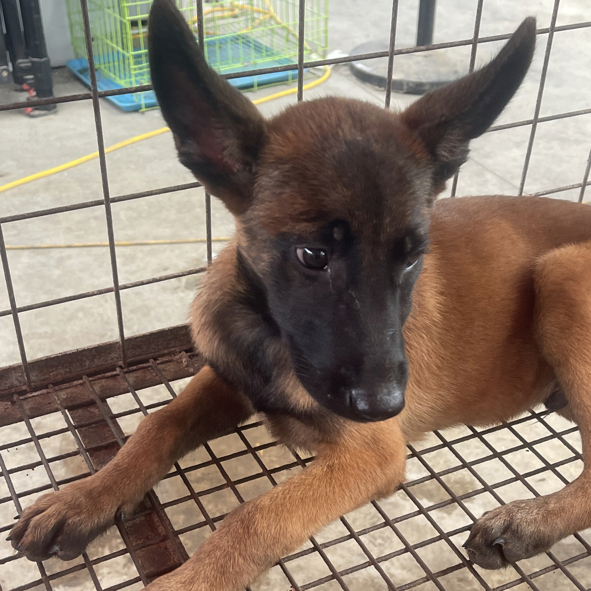 辉哥教你如何调马犬