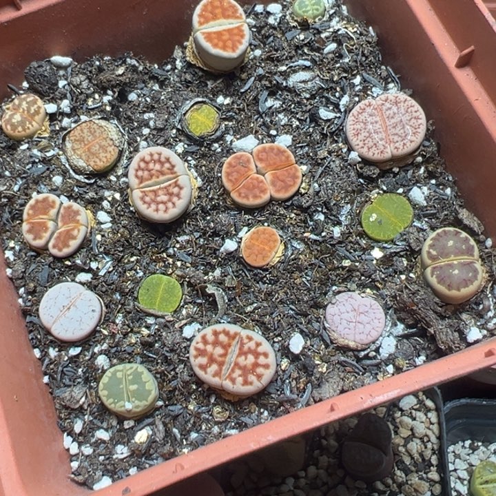 【闪购商品】 686。    