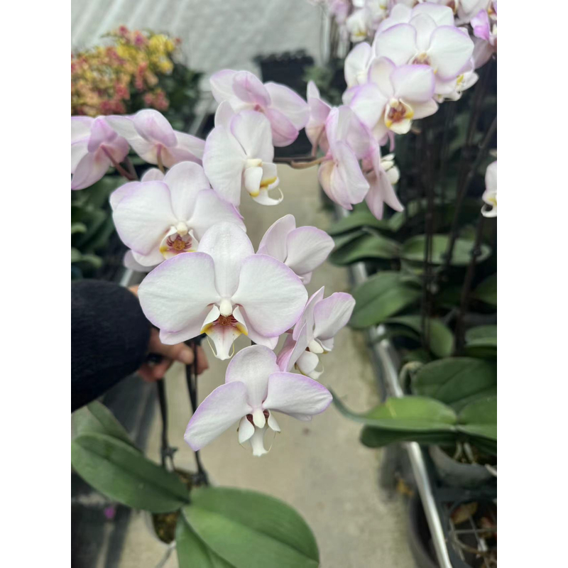 【带花发货】蝴蝶兰带花剑 荷塘月色 精品冬季开花室内客厅阳台好养