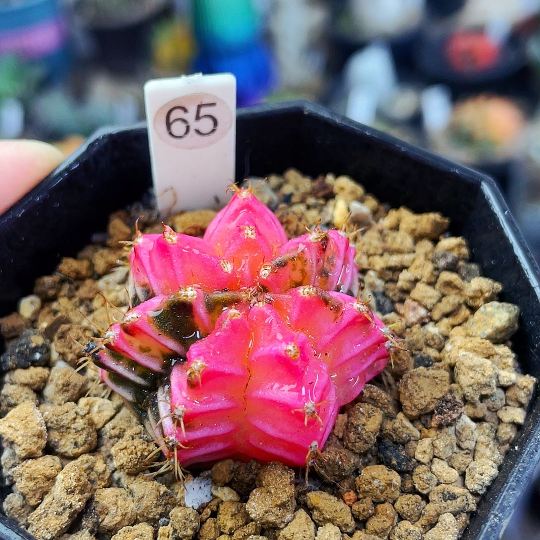 非偏远地区满25包邮仙人球