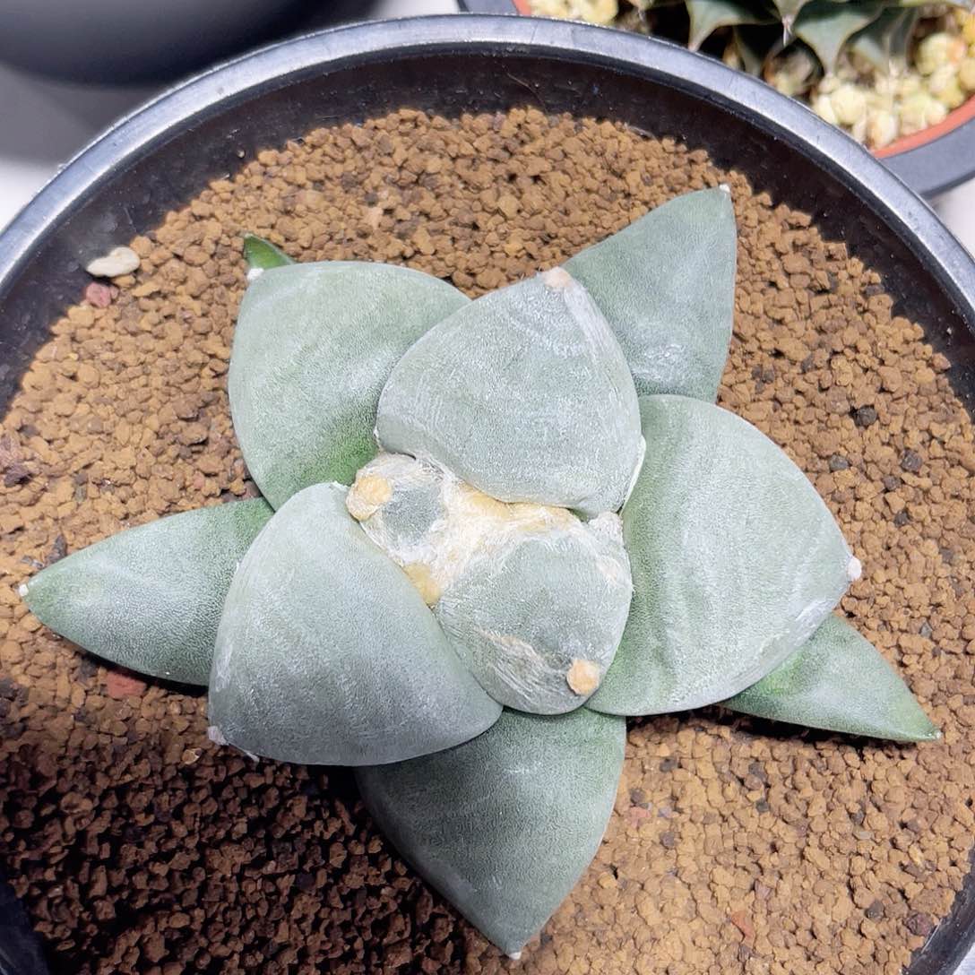 仙人球仙人球开花