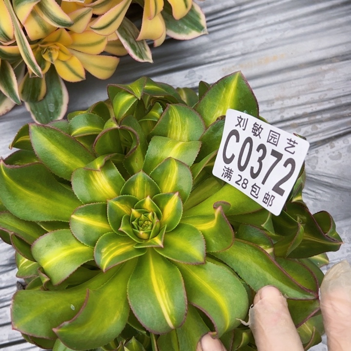 观影多肉植物法师0372