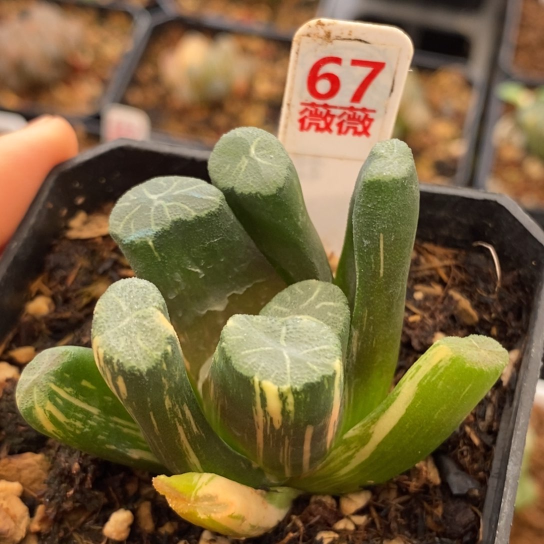 67白庙万象多肉植物