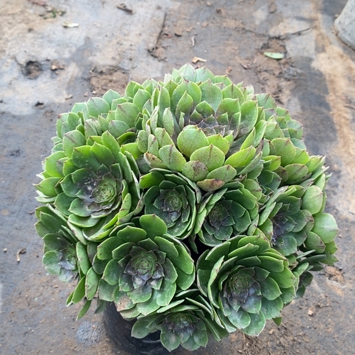 万拉丝多肉植物25 