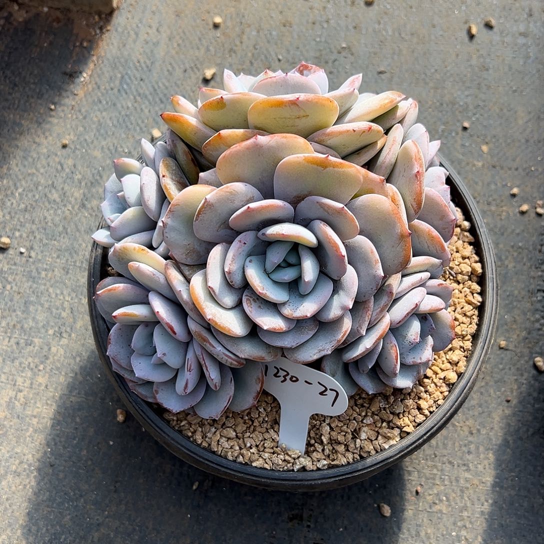 竹***火1230-27奶茶老桩。