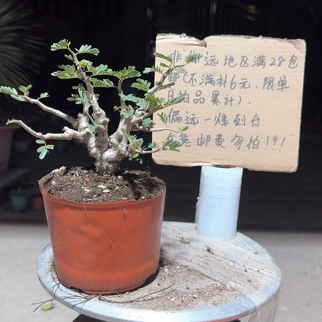 园艺实生沙漠苏木