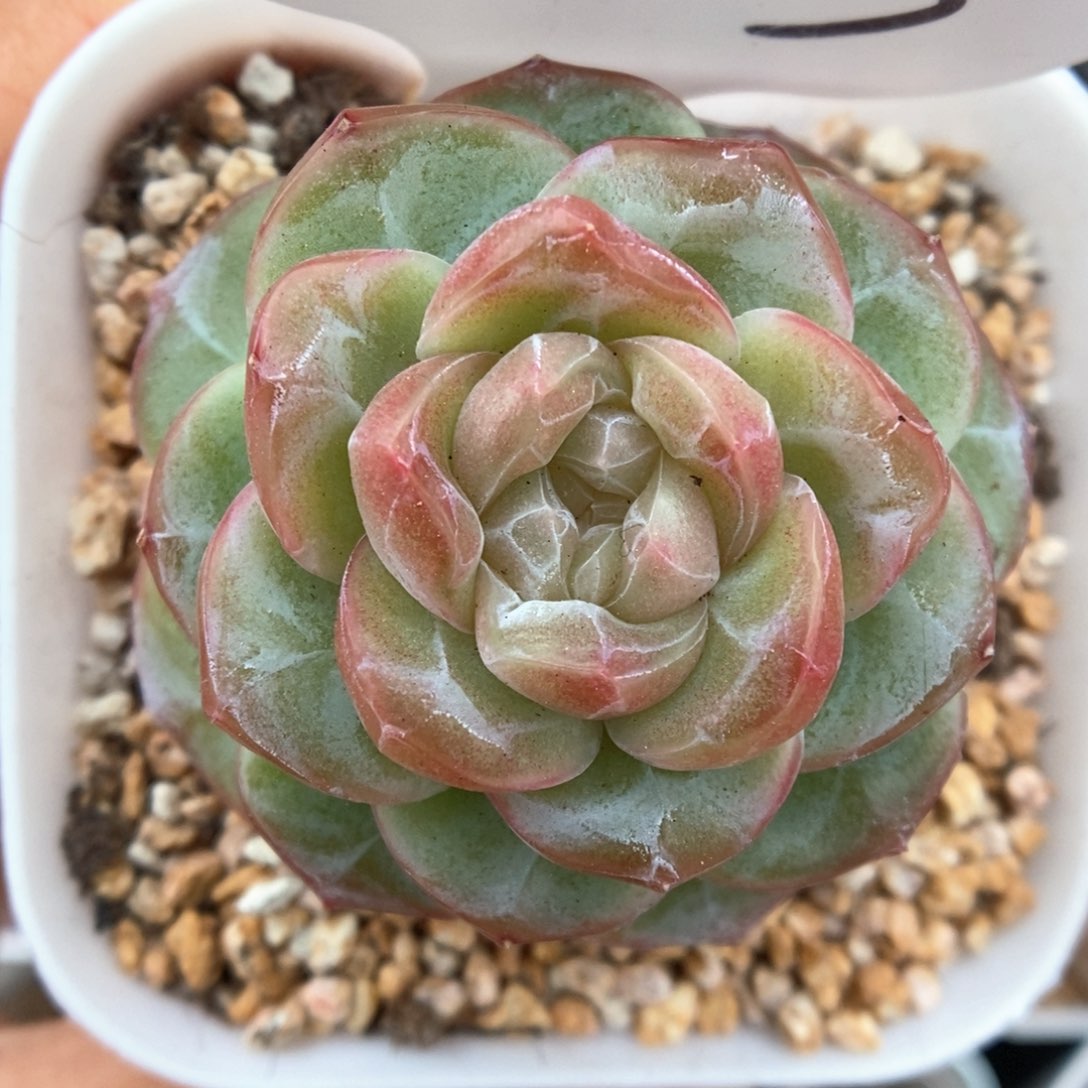 糖心珍妮可拍783号。