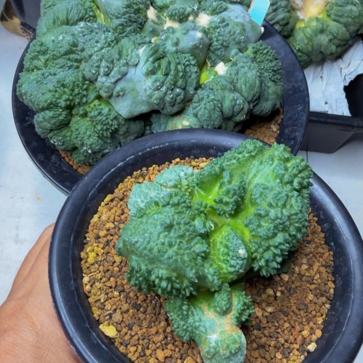 可超越后面这颗的雕花外星哥斯拉