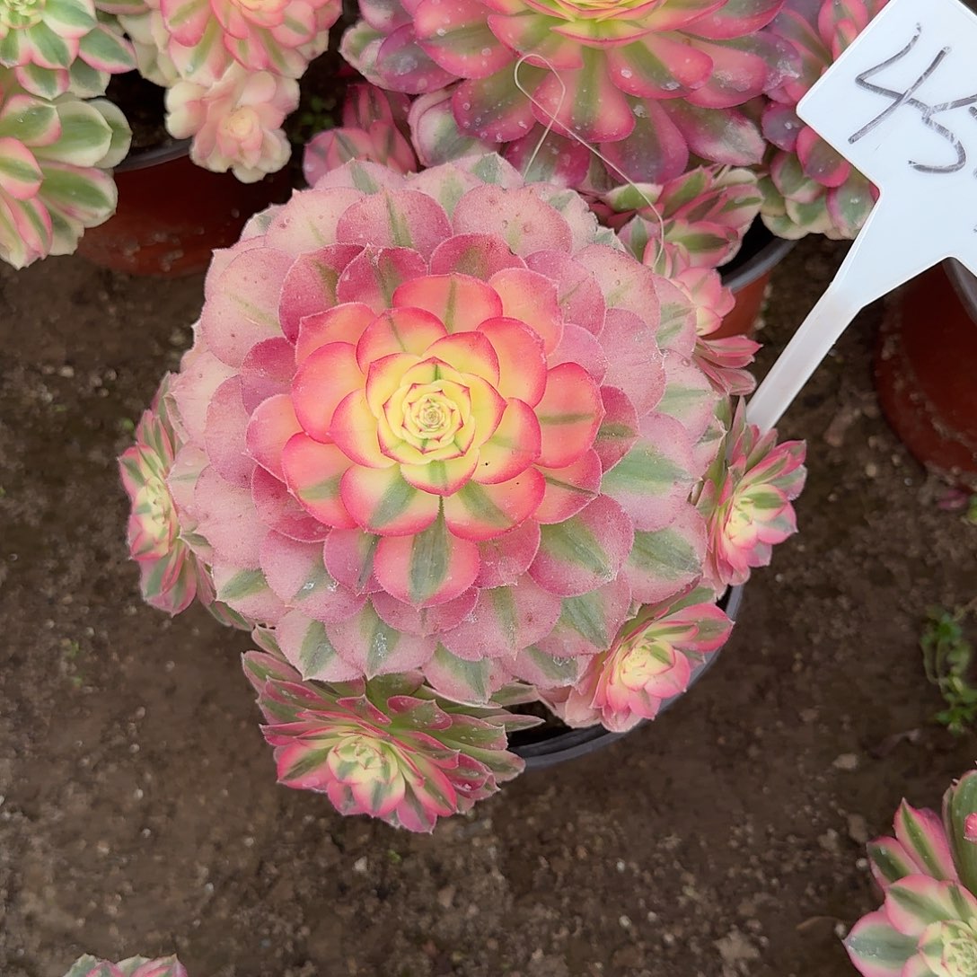 4545倾城多肉法师多肉