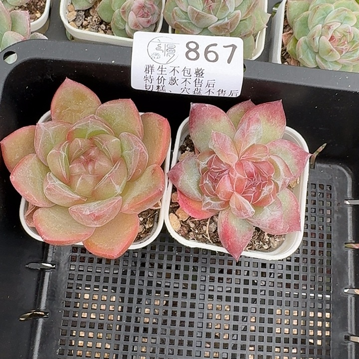 如图867白方珍妮两个不售后