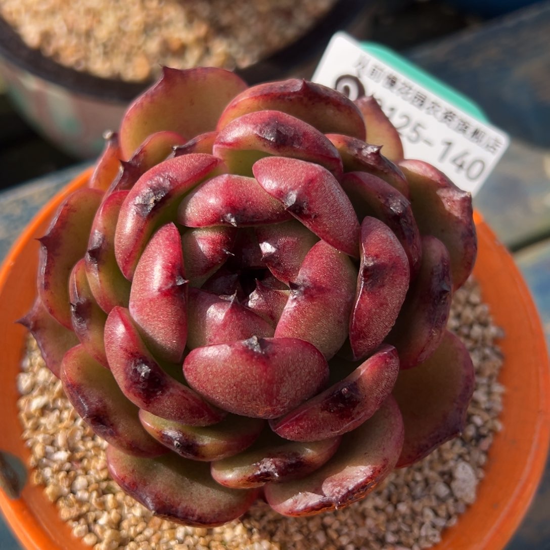 从前慢多肉精选编号0125.140带盆