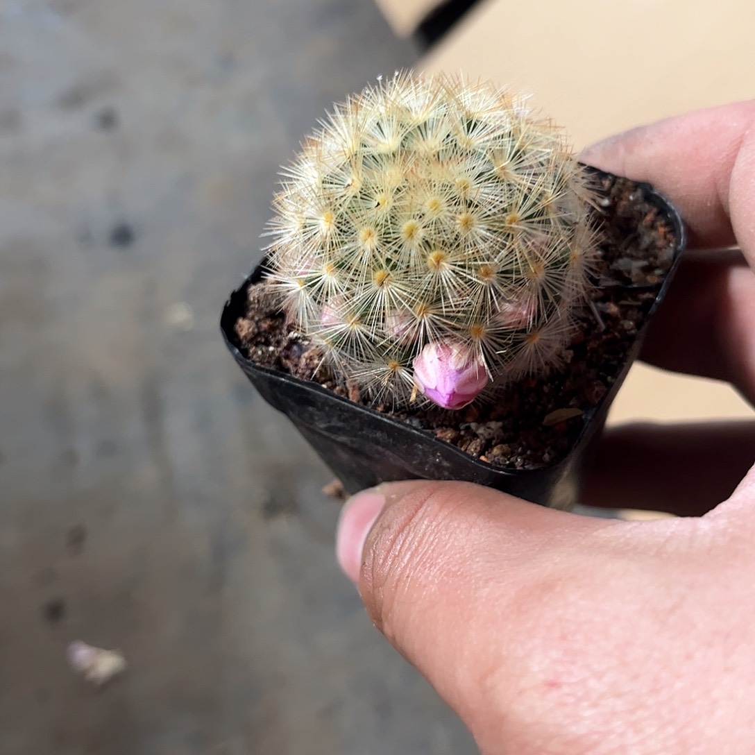 带花苞嘉文丸单头发货有根