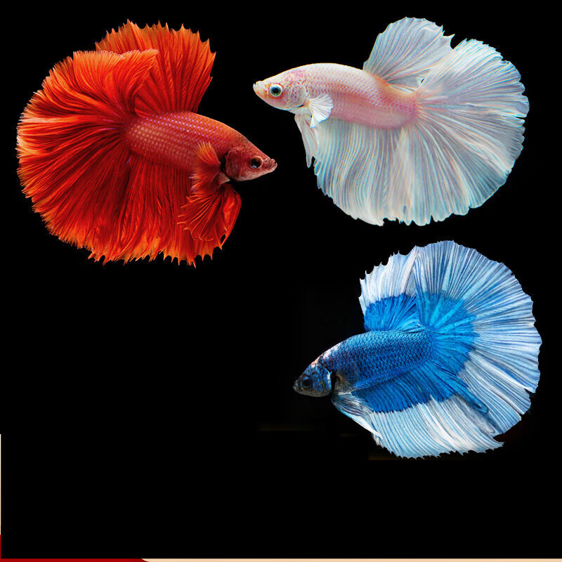 A11第十一版(241-264)【直播间选鱼】泰国斗鱼精品鱼小型热带观赏鱼