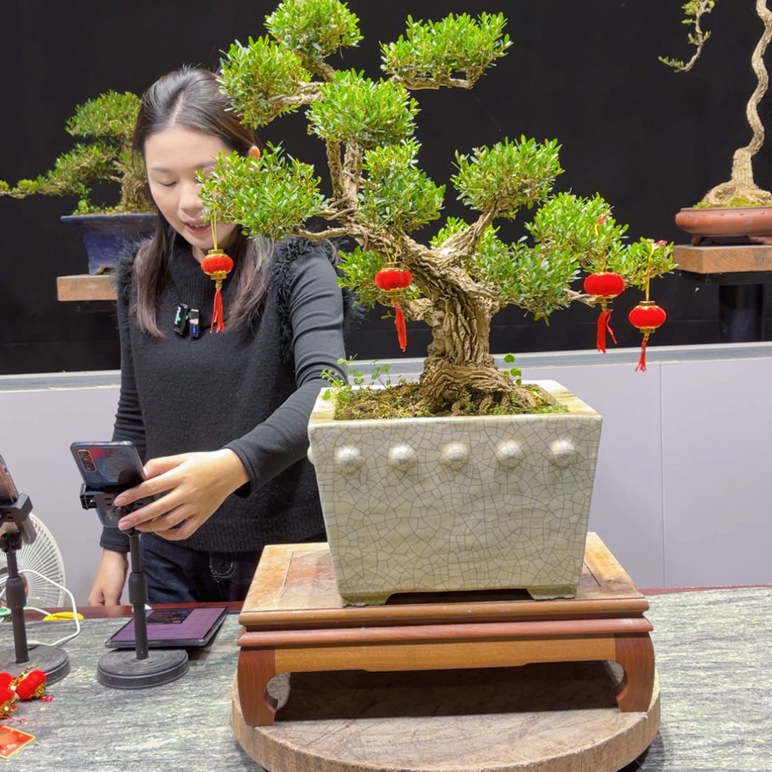 四季常青老桩黄杨盆景