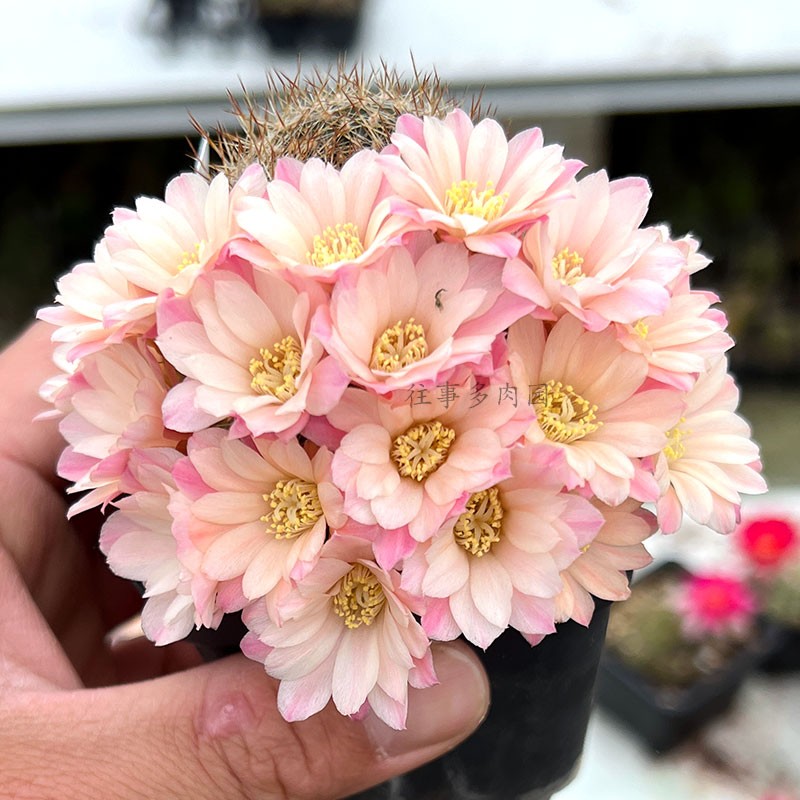 白雪10宝山属小型球仙人球好养爱开花花期4月开始包对版