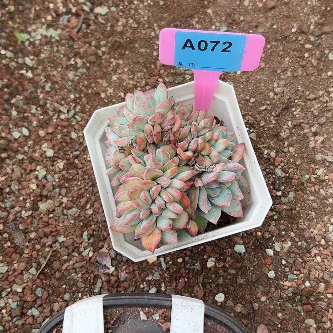 冰***蕾多肉植物一物一拍