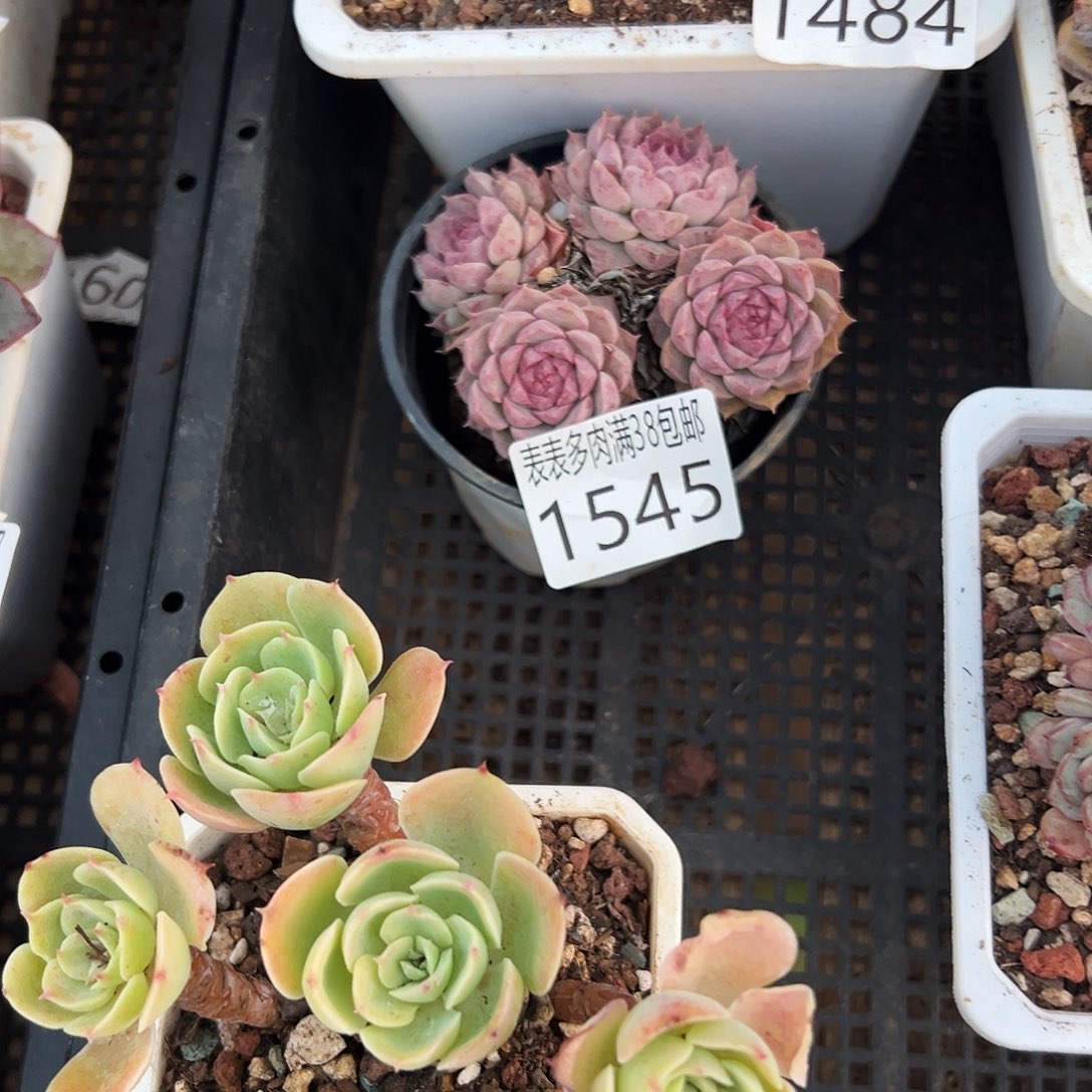 阜***姐多肉一物一拍植物1545