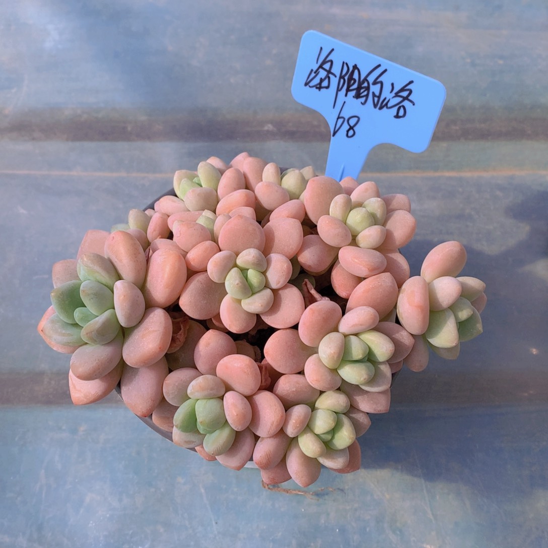 我家的小姐姐们都是我的小可爱