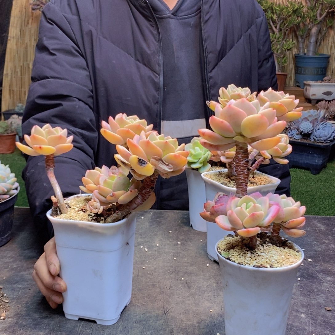 硫*F221号白月光老桩