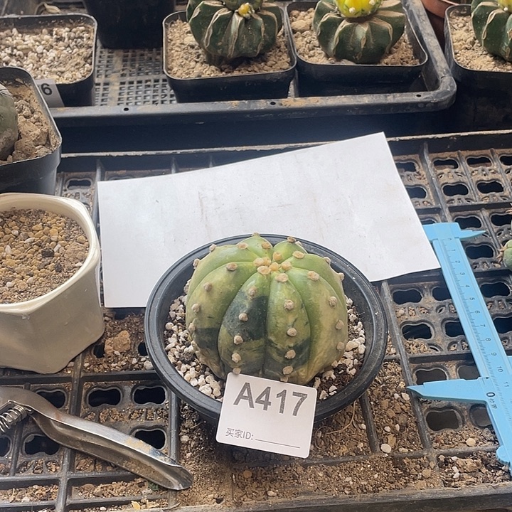 仙人球兜锦417号一