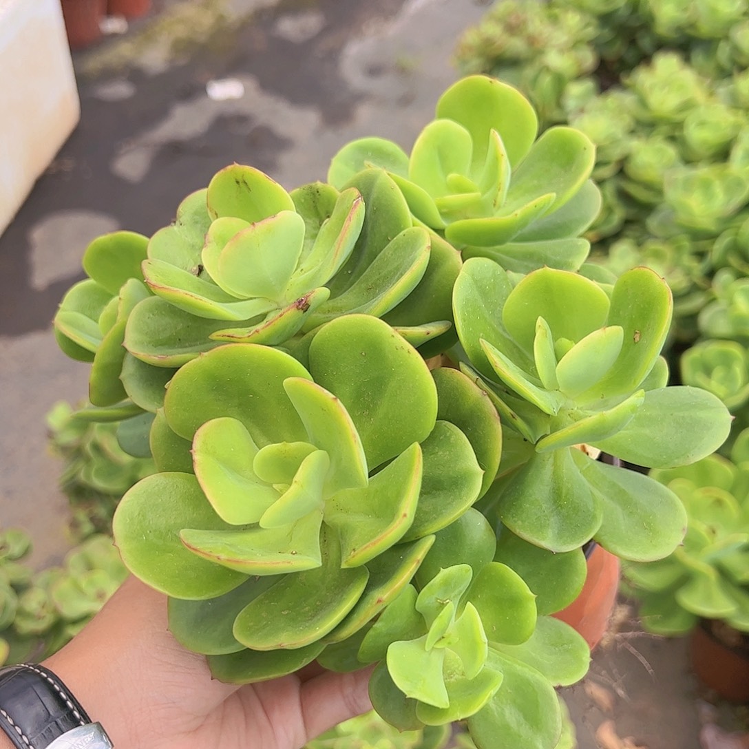 红梅多头群生老桩