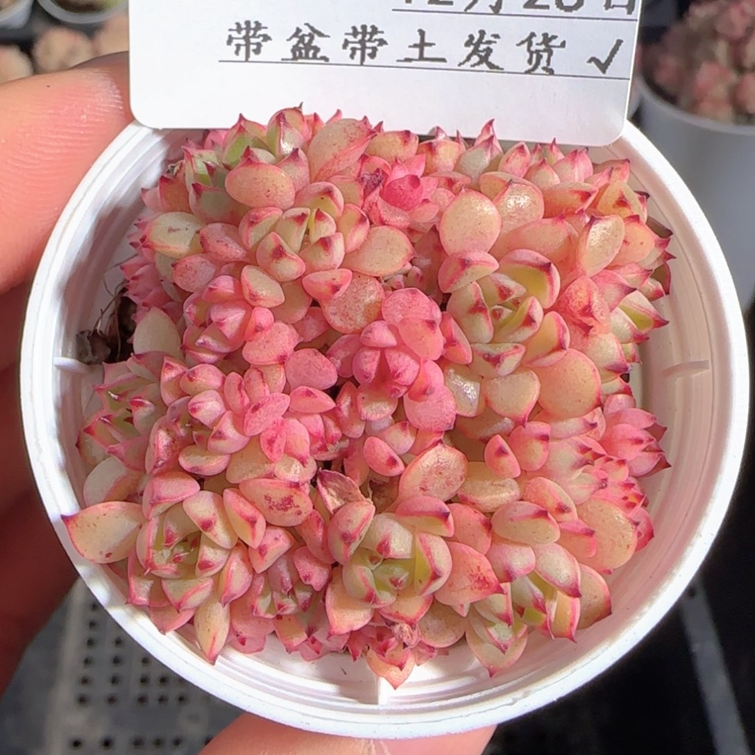 多肉1228-54甜茶甜茶