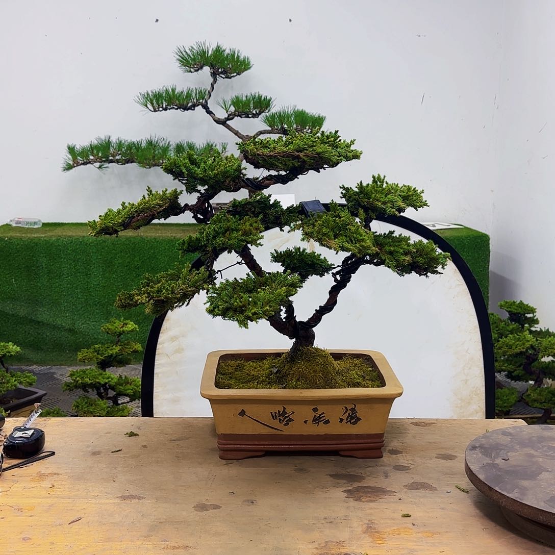 Y****?盆景盆景盆景盆景