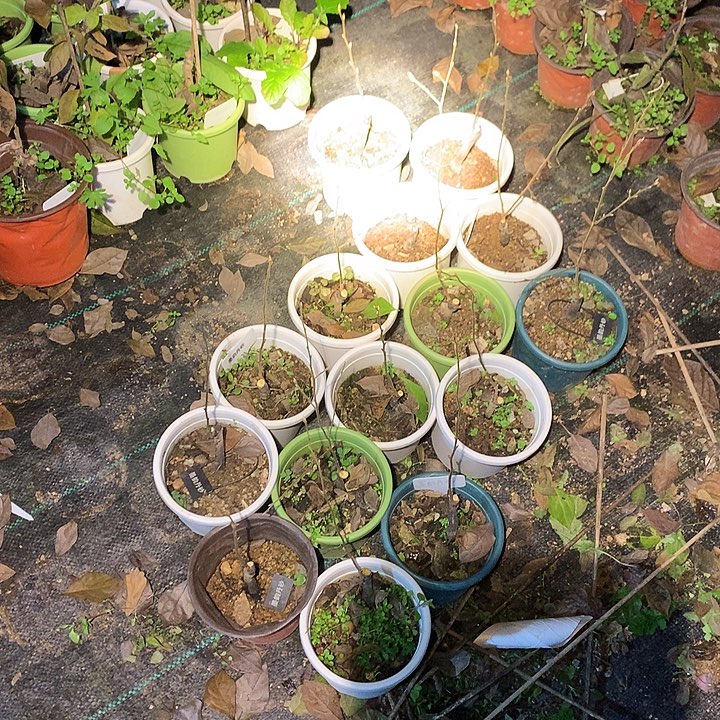 无花朵墨韵丹砂嫁接苗26.8