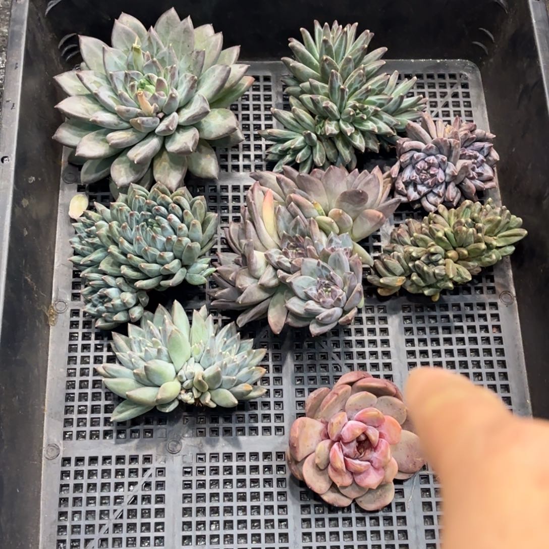 1203多肉植物美人系列一筐特价