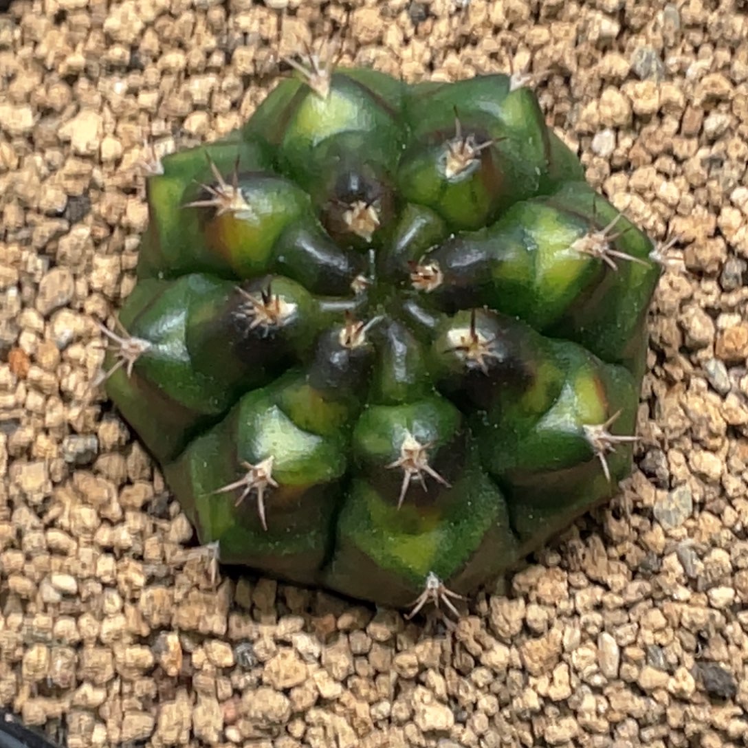 当前无花朵，栽培后可花朵乌贼侧