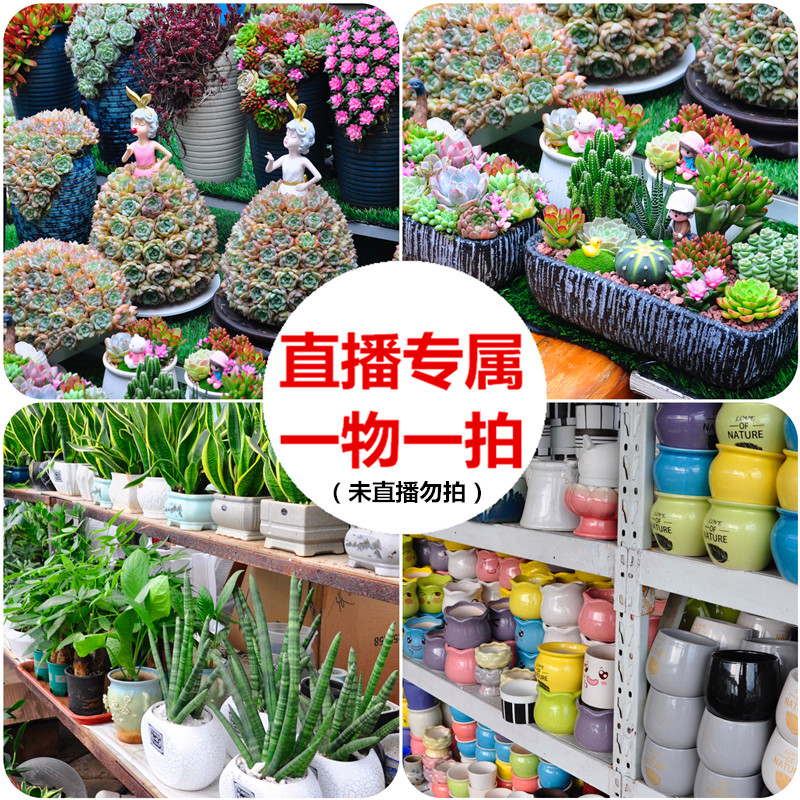 唯美多肉植物花盆组合盆栽直播间同款【一物一拍，售后7天】福利专享