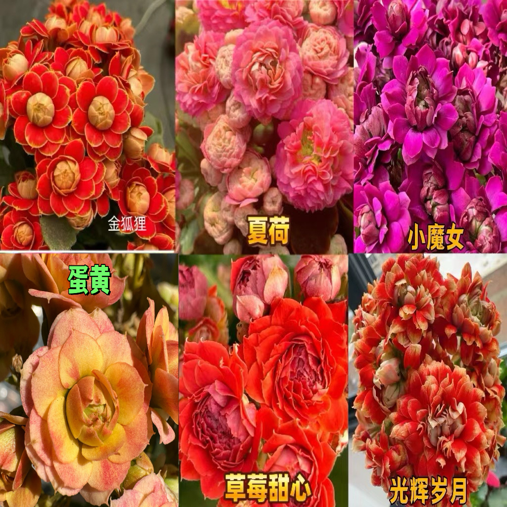 长寿小苗6颗6品种