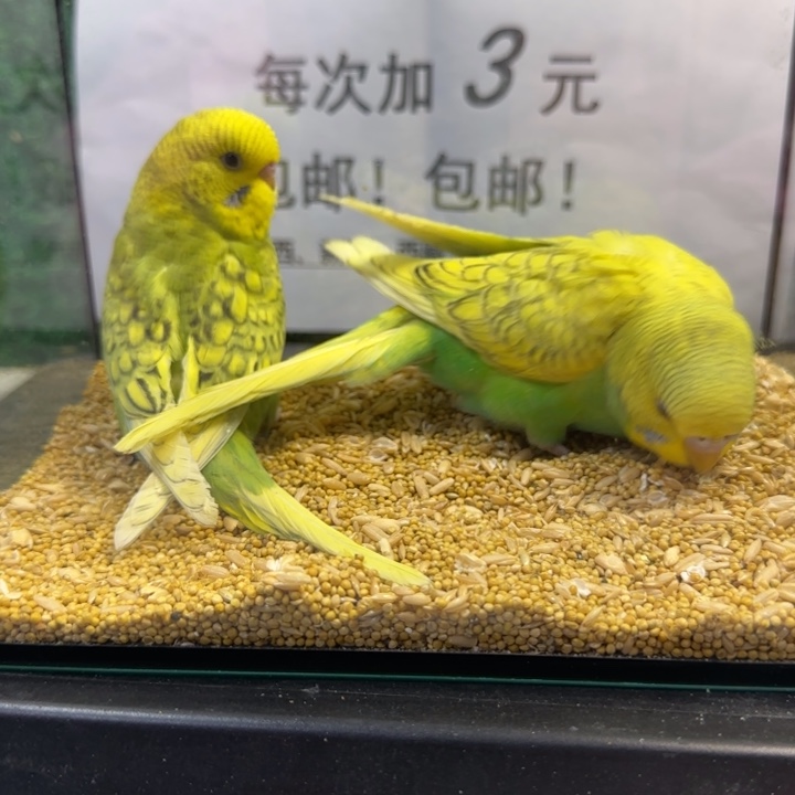 虎皮鹦鹉大头虎皮鹦鹉