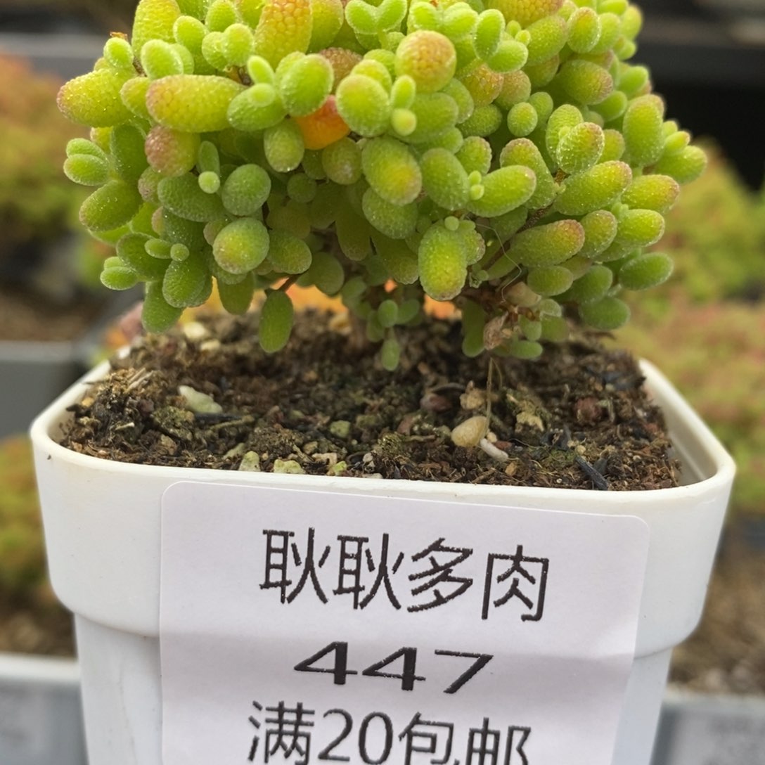 447号优选蜜橘糖球多肉