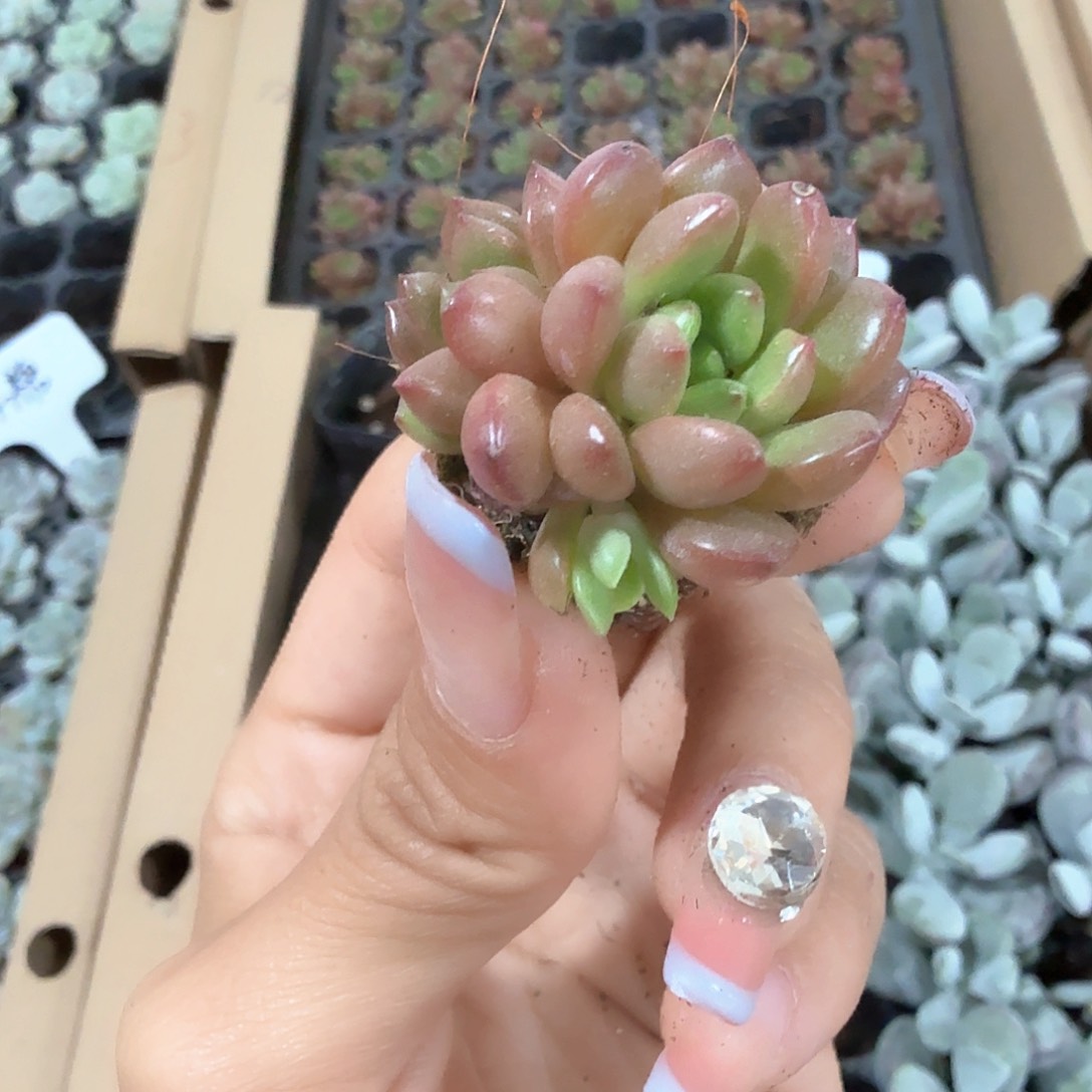 红宝石穴苗 2米3颗