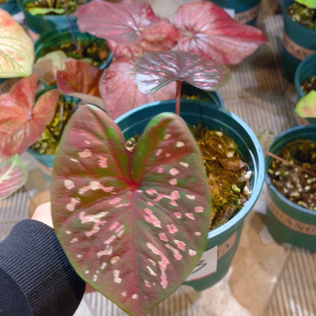 完全开放1973泰彩一物一拍