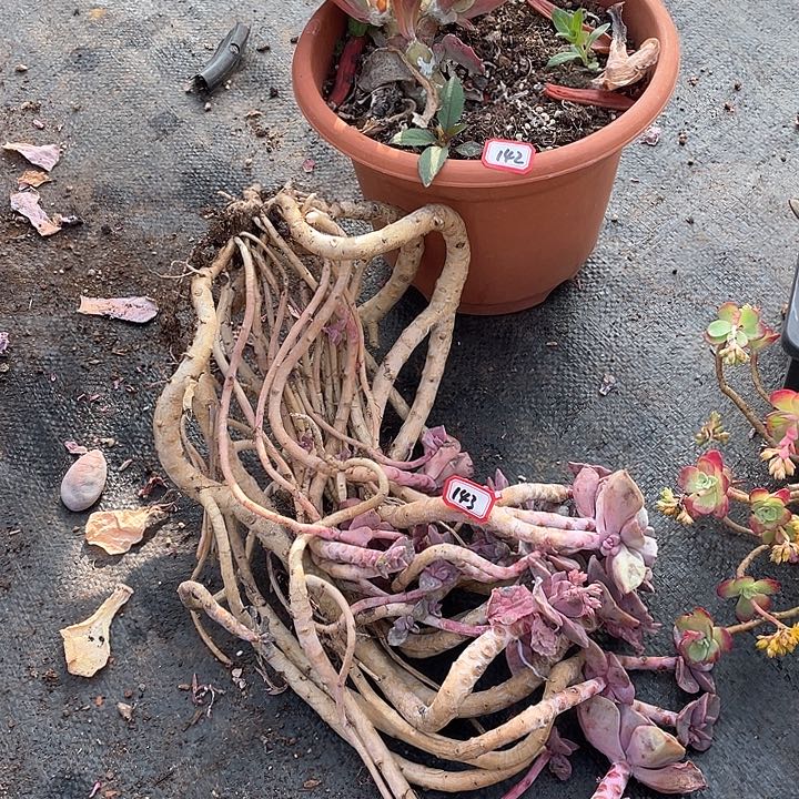 142-143两颗 一物一拍多肉