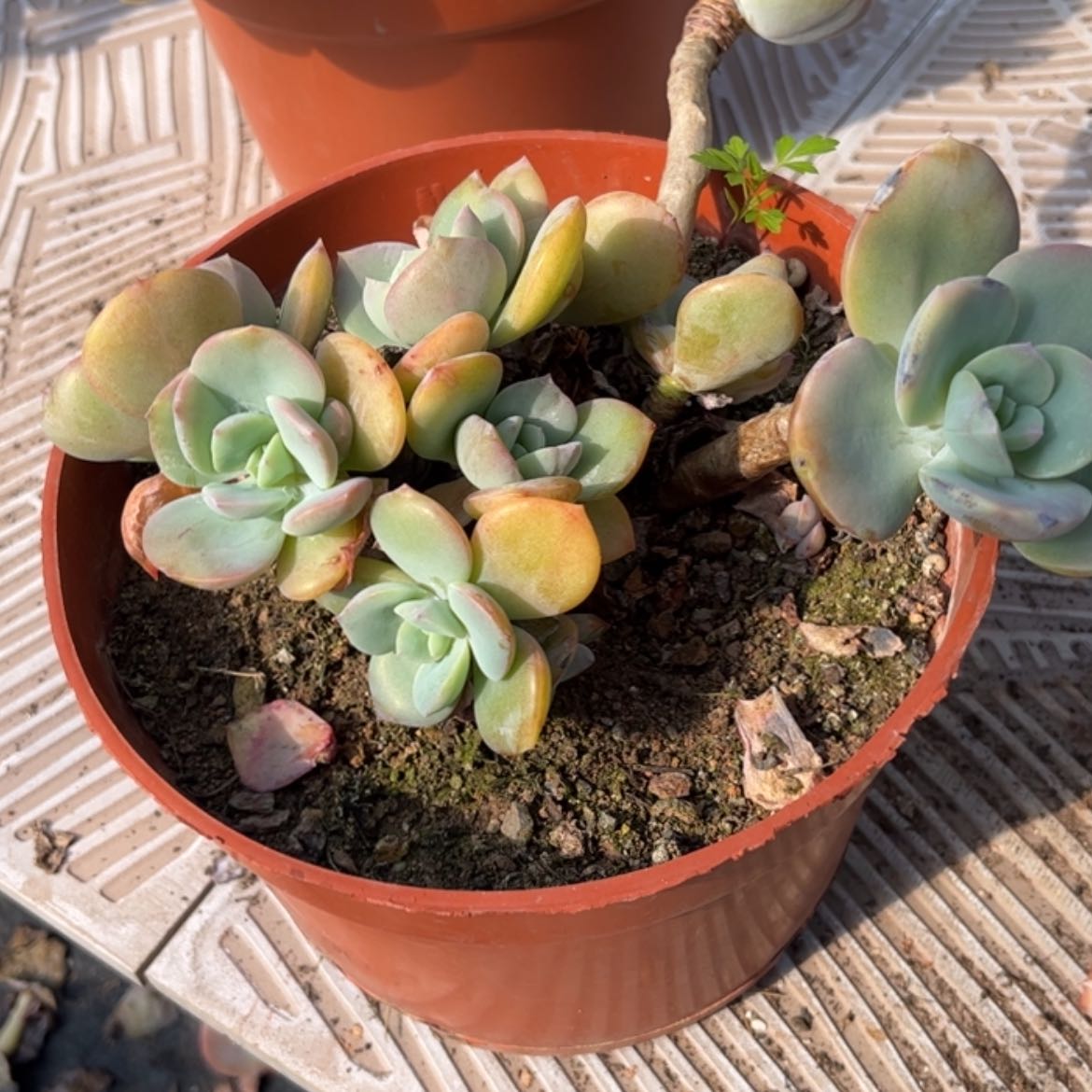 【闪购商品】无花朵风**吹