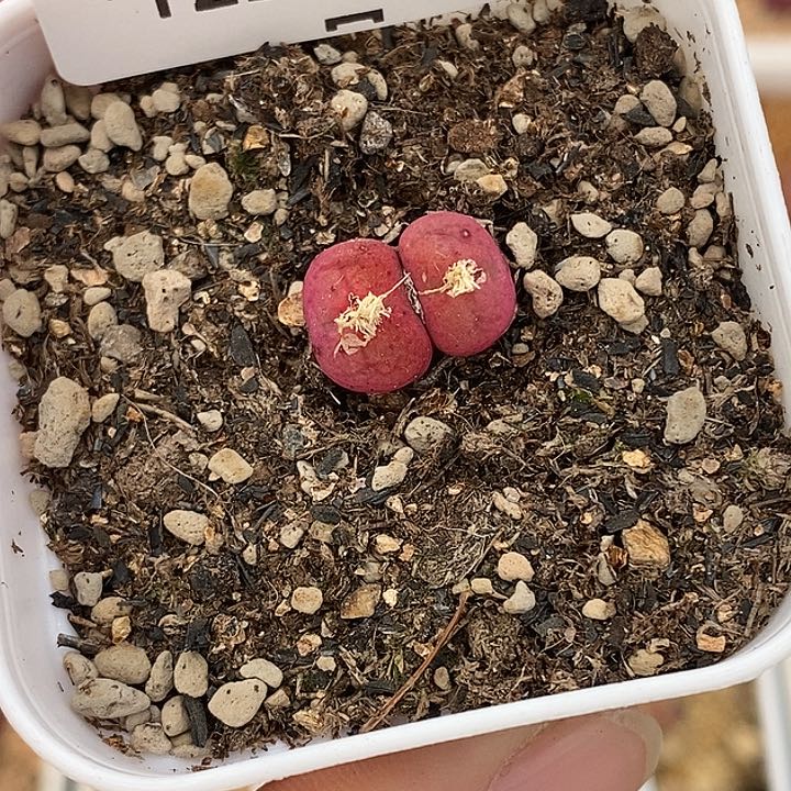 嘟***茶1225-13-杂交脱土。   