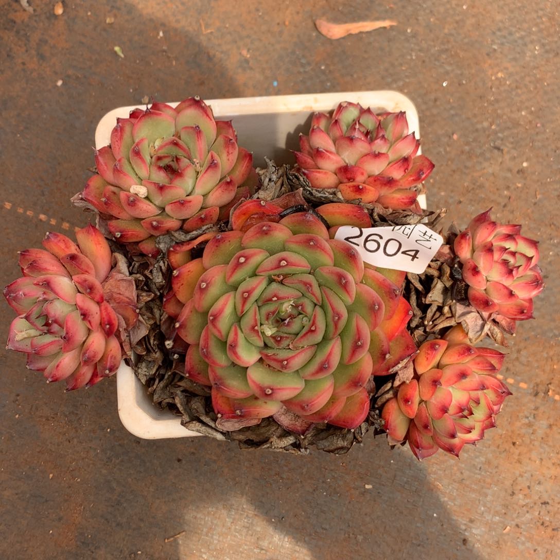 2604杂交精品基地17厘米