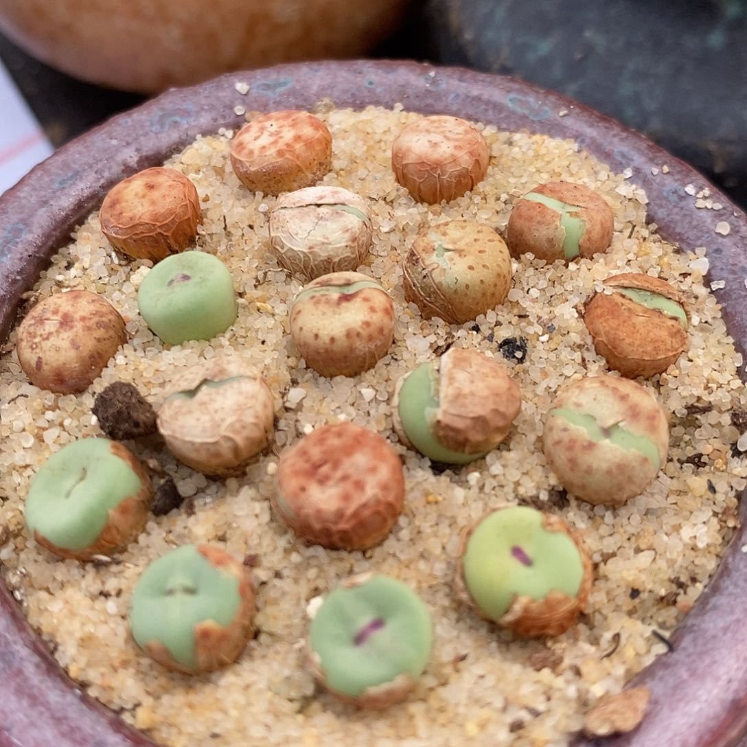 SE小红嘴一颗一颗